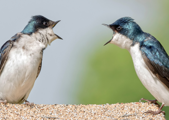 Conversational Marketing: The Essential Business Tool